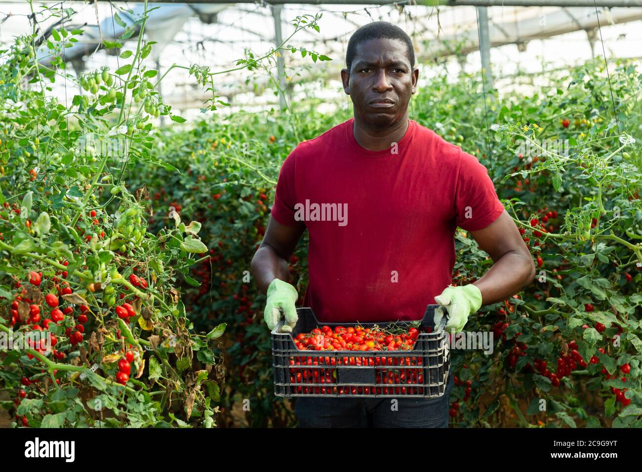 Afro american farmer carries box of ripe cherry tomatoes Stock Photo ...
