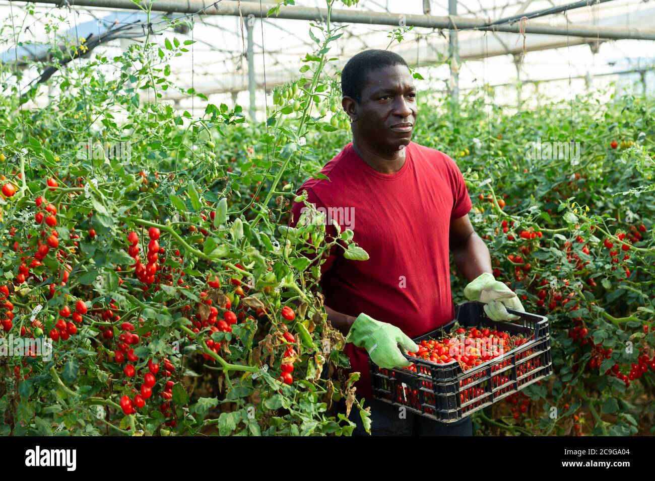 African american farmer with box of ripe red cherry tomatoes in ...