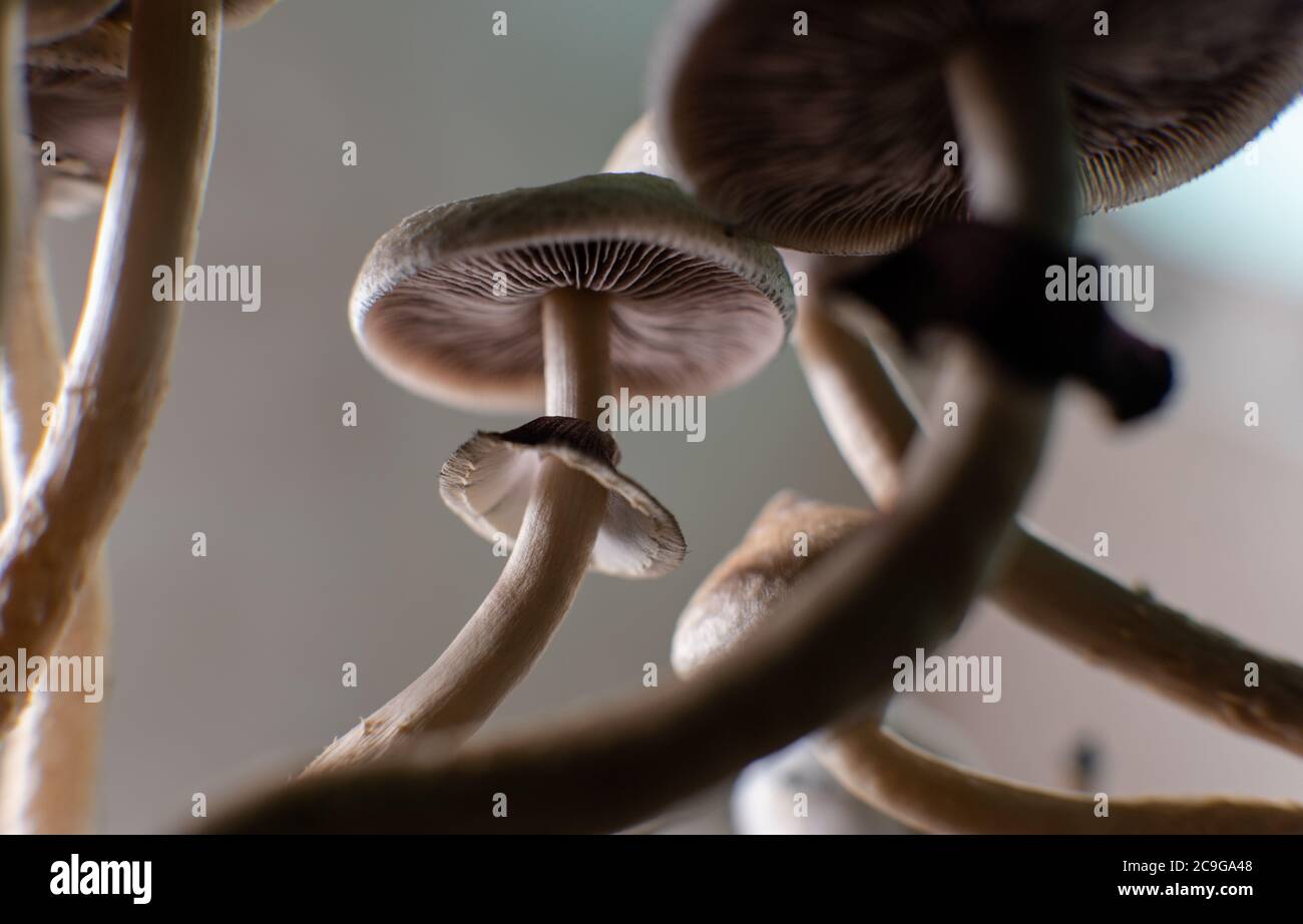 Scientific research on the effects of psilocybin mushrooms on the human body and mind Stock Photo