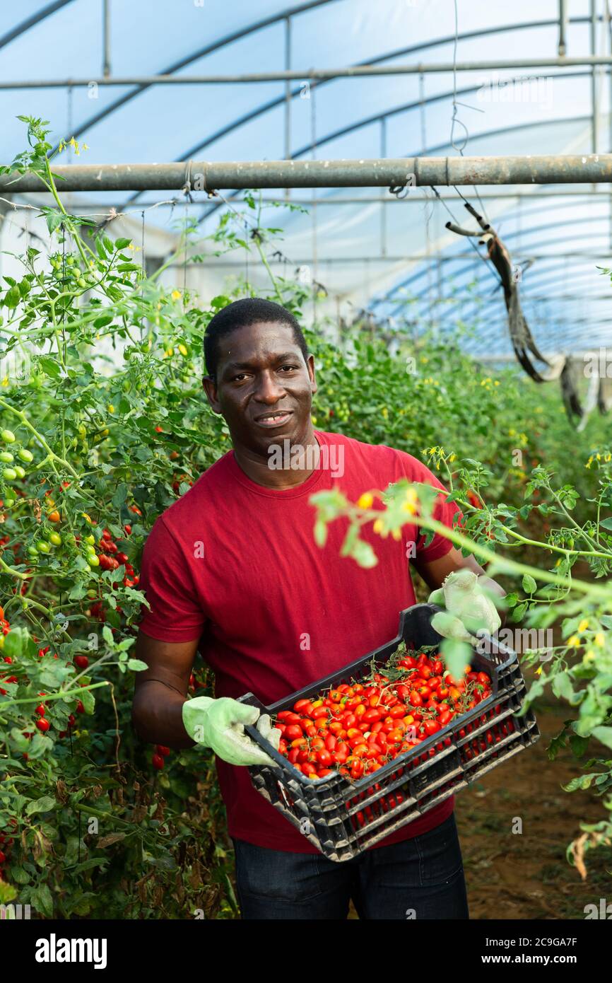 Portrait of young adult Afro male farmer carrying box with picked ripe ...