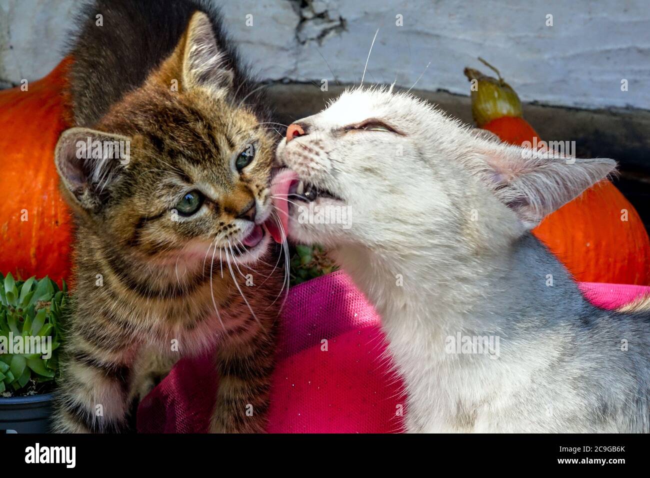 Domestic cats licking Mother linking kitten Stock Photo
