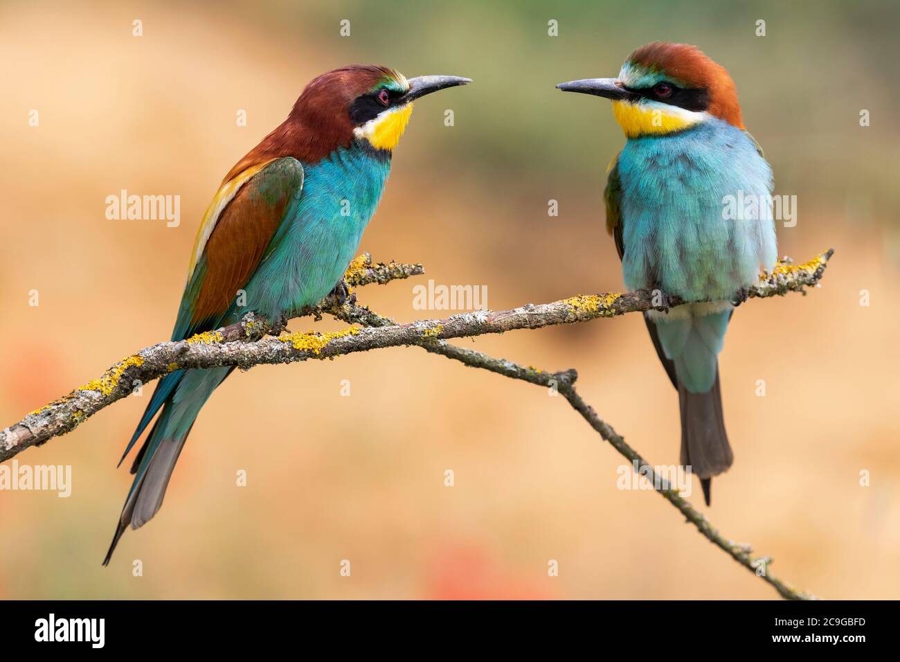 European Bee-eater, Merops apiaster, two individuals perched on a branch against an unfocused background. Spain Stock Photo
