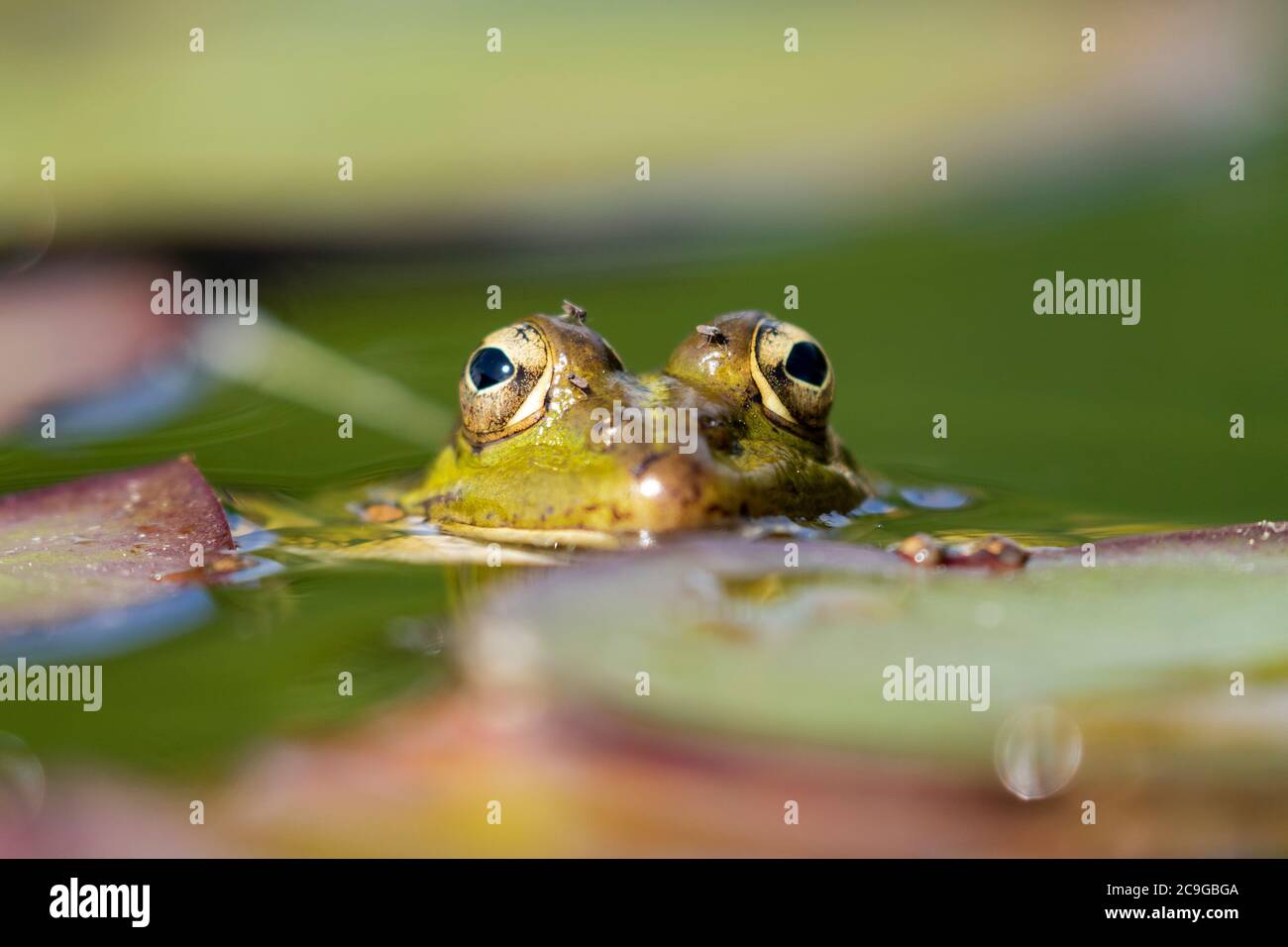 Selective focus of Iberian green frog (Pelophylax perezi), between lily pads. Spain Stock Photo