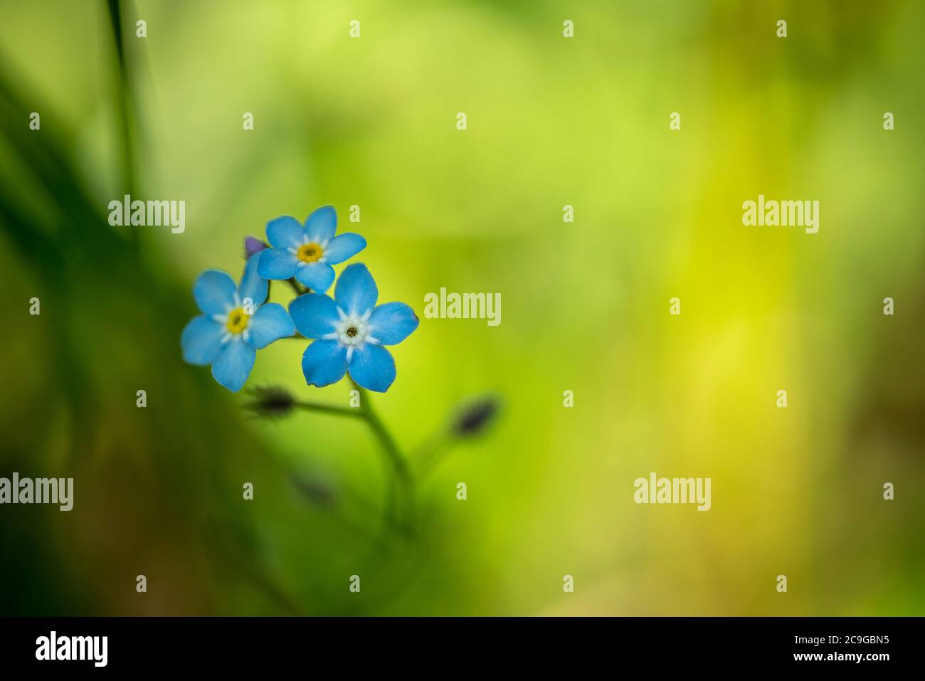 Blue flax flowers closeup.Blue Flax is a classic American native