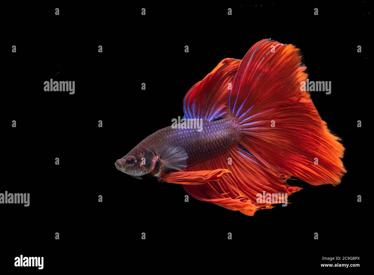a movement of betta fighting fish in black background Stock Photo - Alamy