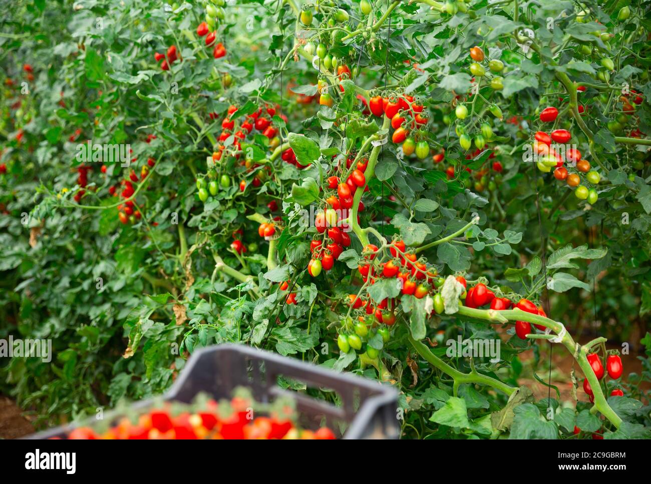 Red ripe tomatoes grow on branches in farm greenhouse Stock Photo - Alamy