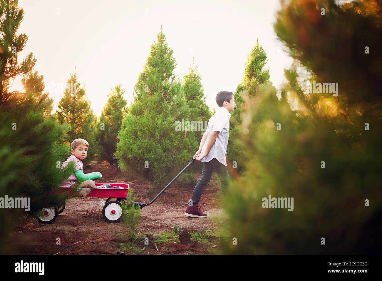Boy pulling younger boy on a vintage red wagon at christmas Tree Farm ...