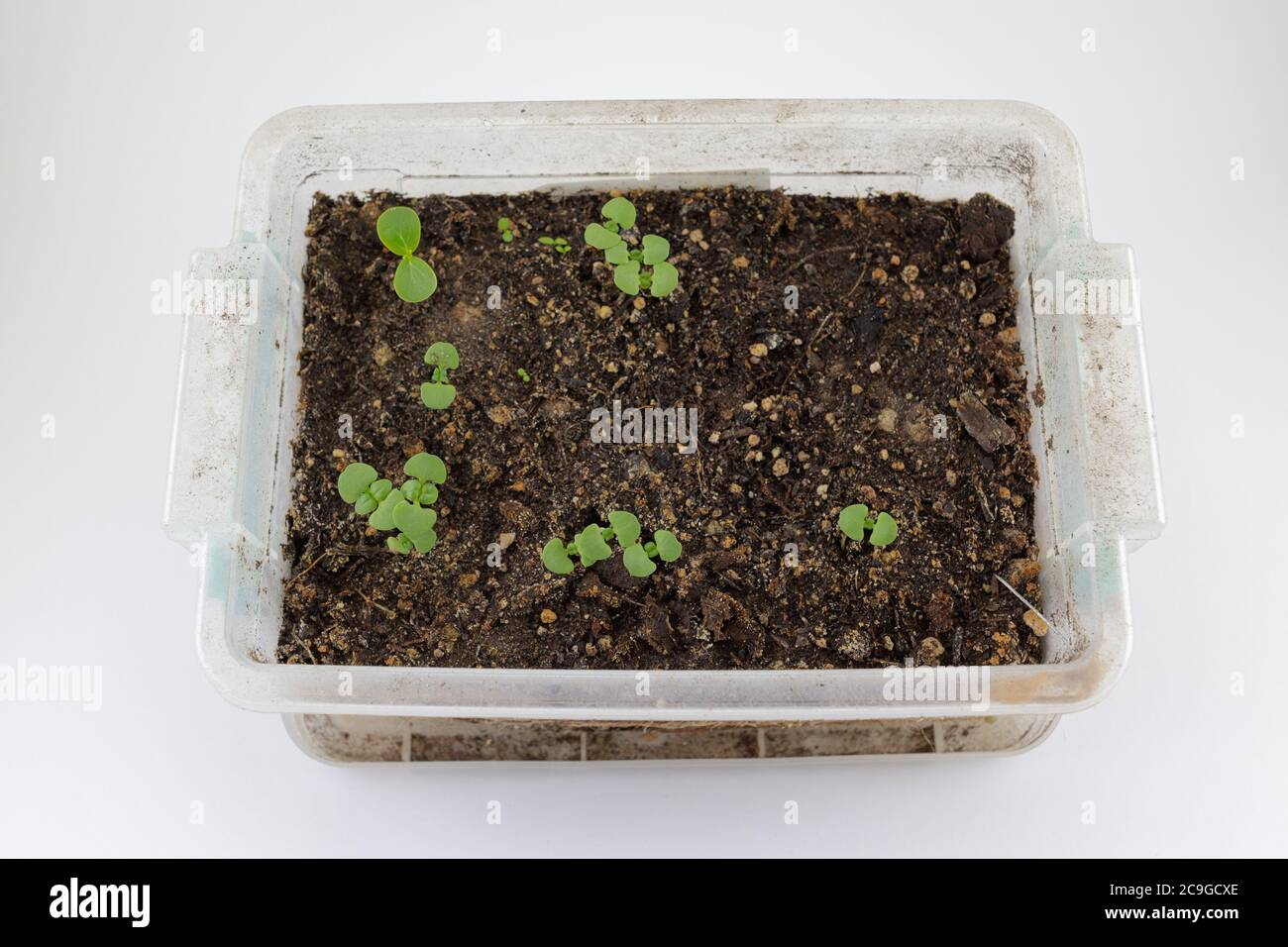 Basil seedlings sprout in a plastic box wrapped with old weathered