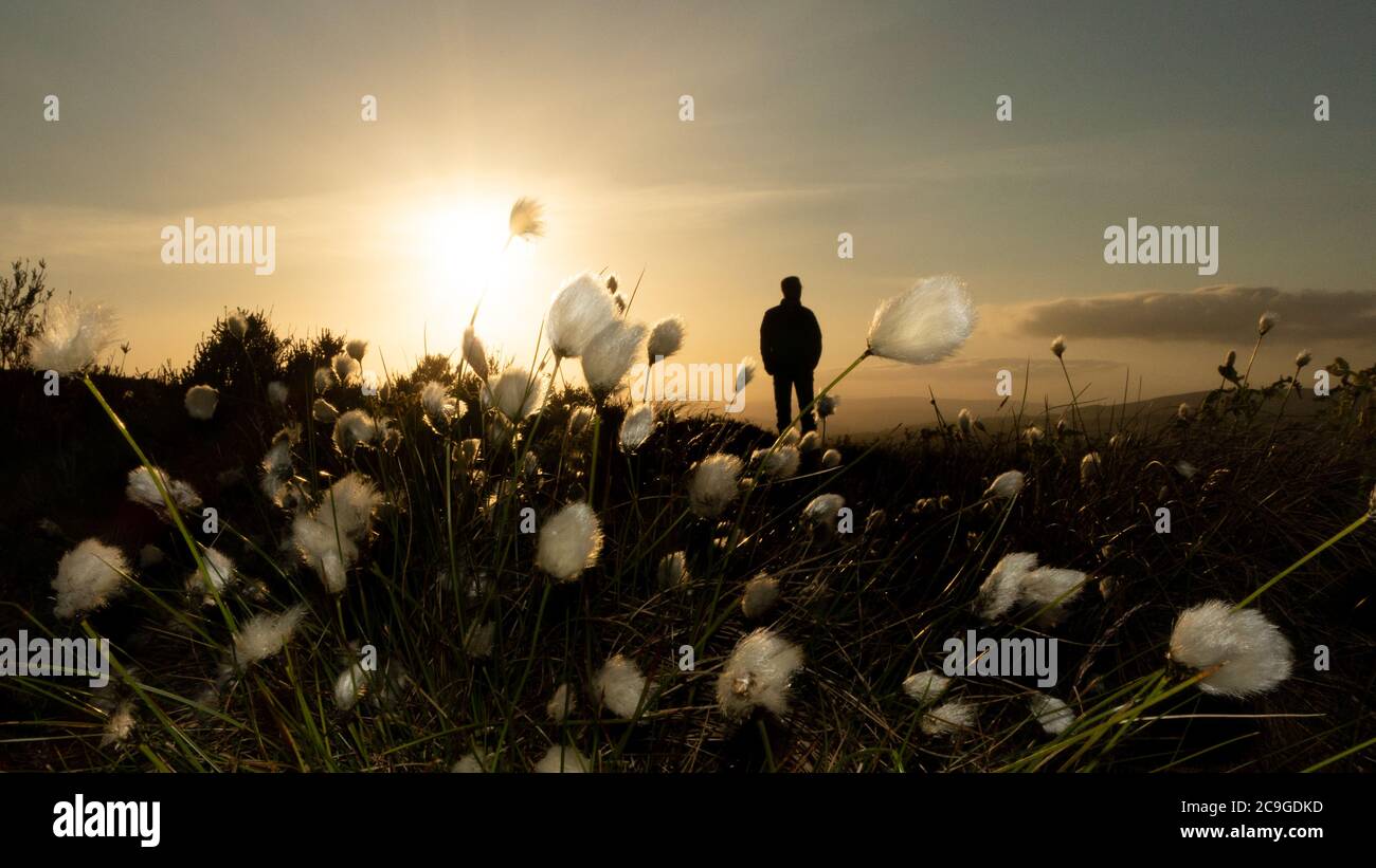 UK landscape: cotton grass at sunset with a lone person silhouetted, England Stock Photo