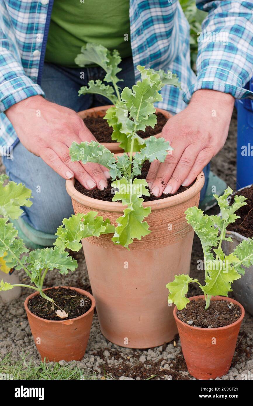 Brassica oleracea 'Dwarf Green Curled'. Planting up curly green kale seedlings into pots. Stock Photo