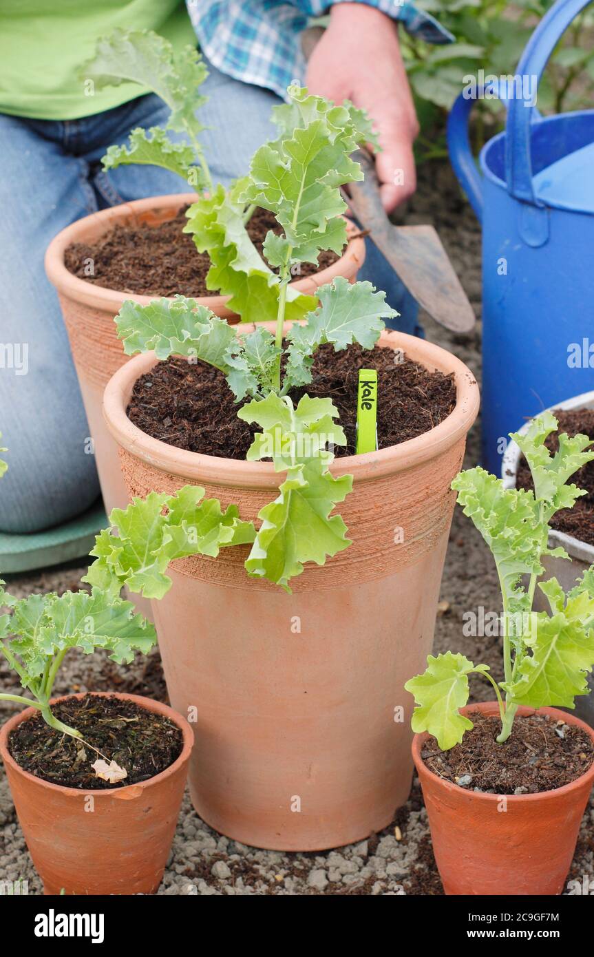 Brassica oleracea 'Dwarf Green Curled'. Planting up curly green kale seedlings into pots. Stock Photo
