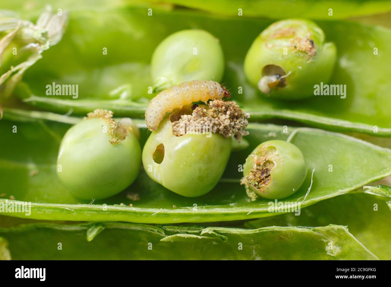 Cydia nigricana larvae and frass. Pea moth larvae in pod with excrement and visible damage to garden peas. UK Stock Photo