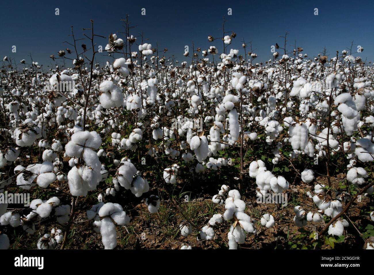 Harvest cotton balls hires stock photography and images Alamy