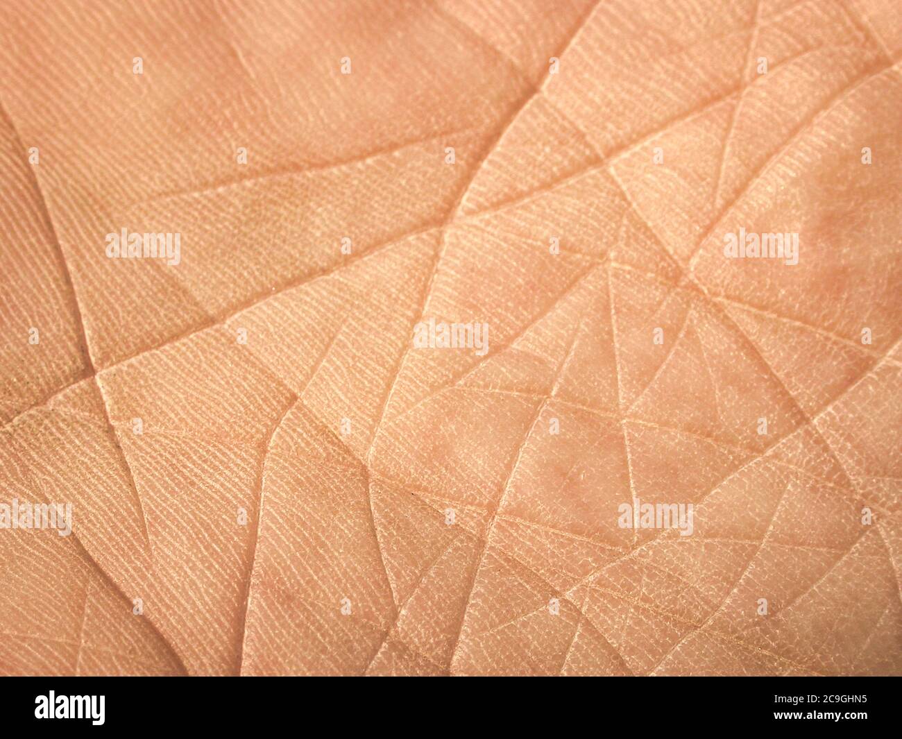 Inner surface, skin, of a human hand with lifelines Stock Photo