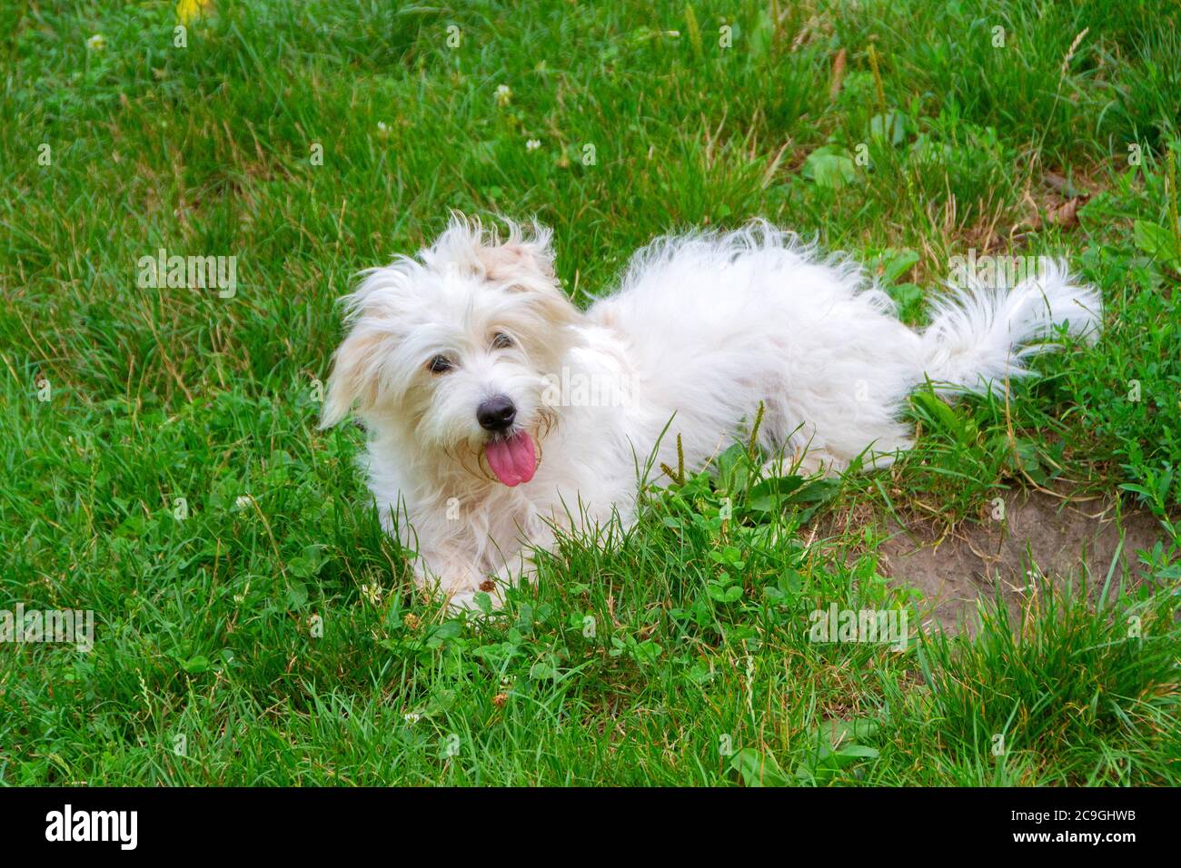coton de tulear long hair