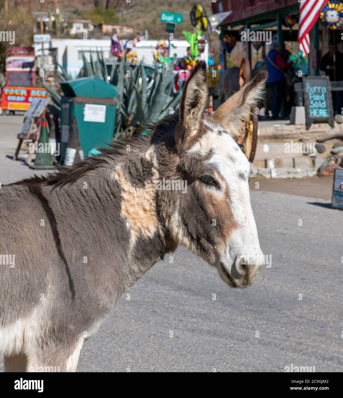 Donkey on Main Street (Oatman Highway) in the historic gold mining town of Oatman, Arizona, USA Stock Photo