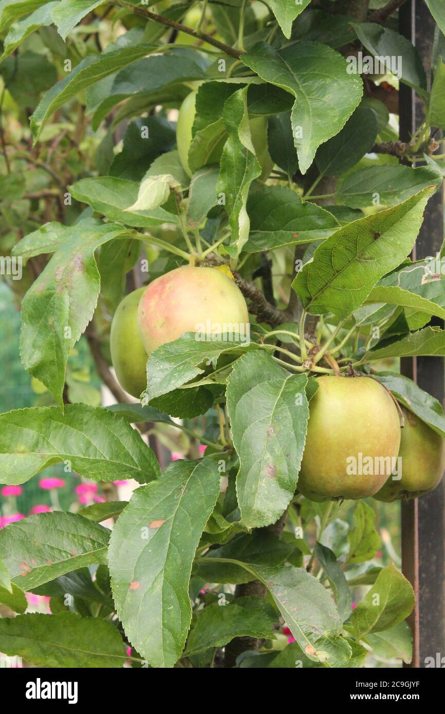 Dwarf apple tree with fruit in a small garden border Stock Photo