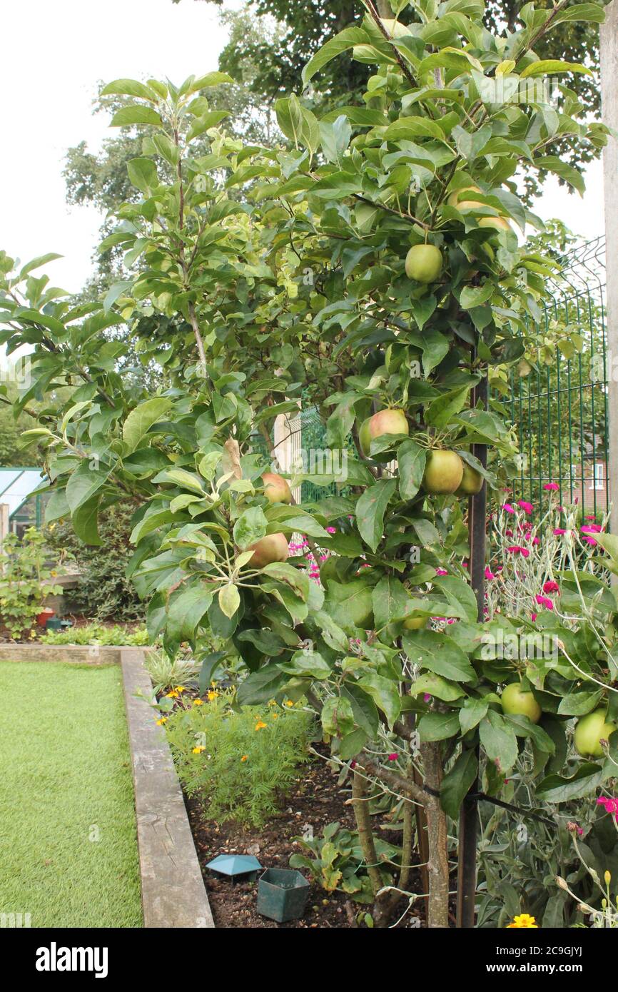 Mini apple tree with fruit in a small UK garden Stock Photo