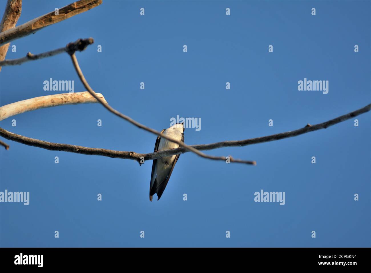 Barn swallow in a tree in northern California Stock Photo - Alamy
