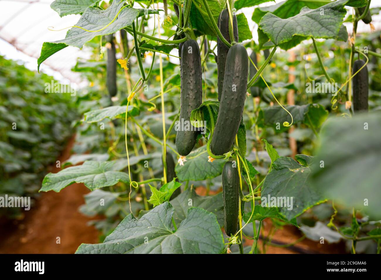 Ripe cucumbers grow on branches in farm greenhouse Stock Photo Alamy
