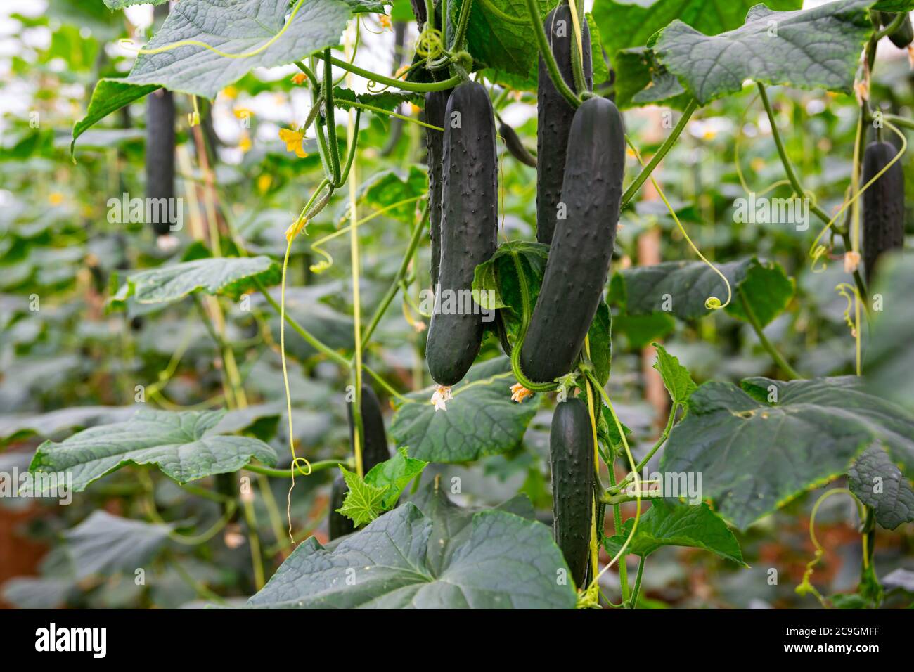 Ripe cucumbers grow on branches in farm greenhouse Stock Photo - Alamy