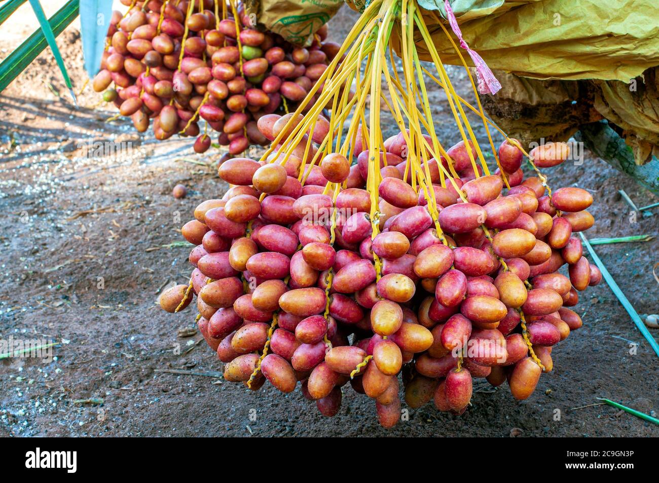Bunch of Fresh Red Date Fruit hanging on Date Fruit Palm tree. Stock Photo