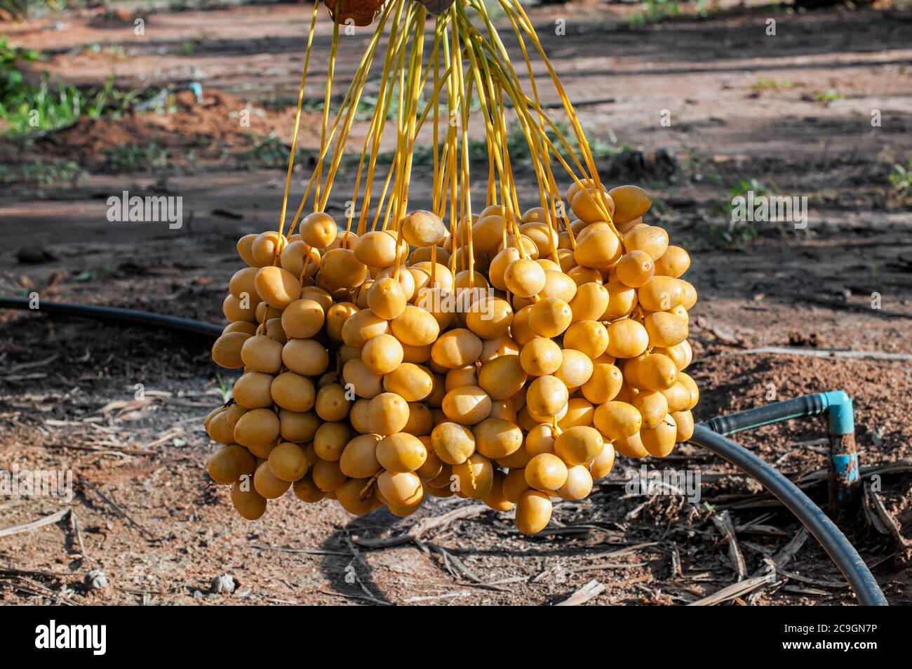 Bunch of Fresh Yellow Date Fruit hanging on Date Fruit Palm tree in the garden. Stock Photo