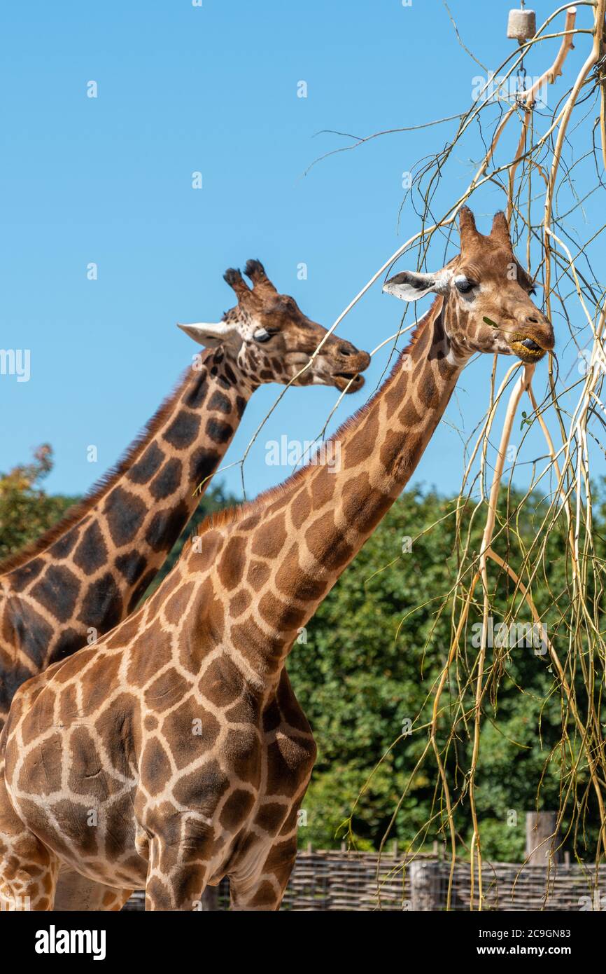 Rothschild's giraffe (Giraffa camelopardalis rothschildi) at Marwell Zoo, UK. Two giraffes feeding Stock Photo