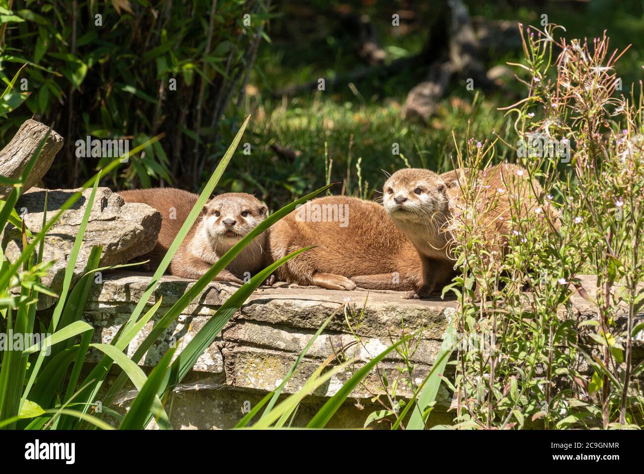 Asian small-clawed otter family (Aonyx cinereus), otters Stock Photo