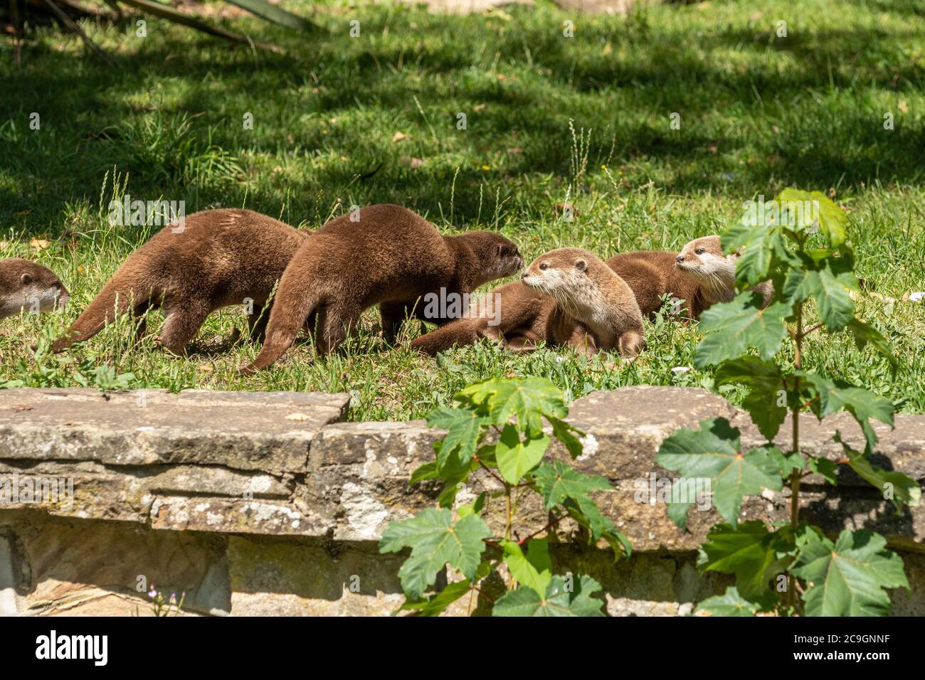 Asian small-clawed otter family (Aonyx cinereus), otters Stock Photo