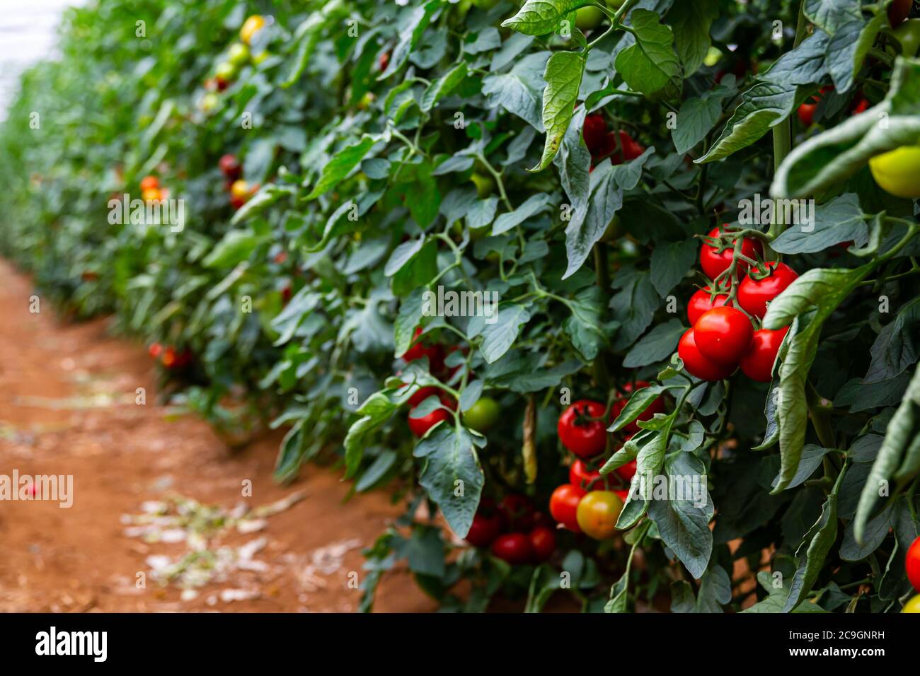 Greenhouse with rows of ripe red tomatoes plants closeup Stock Photo ...