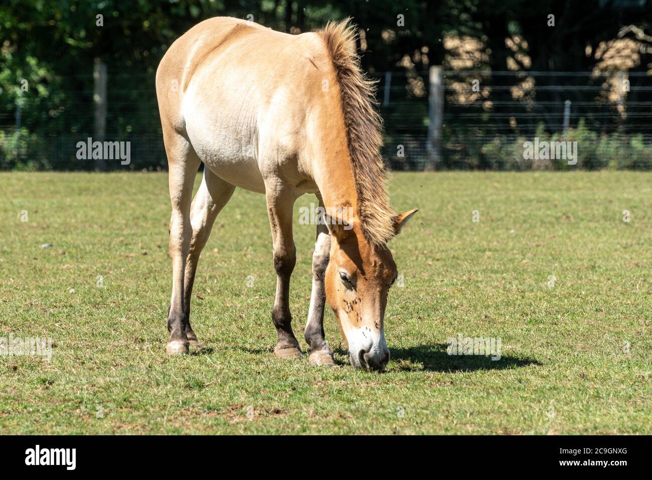 Przewalski’s horse (Equus ferus) at Marwell Zoo, UK, part of a conservation programme. It is the last remaining true species of wild horse Stock Photo