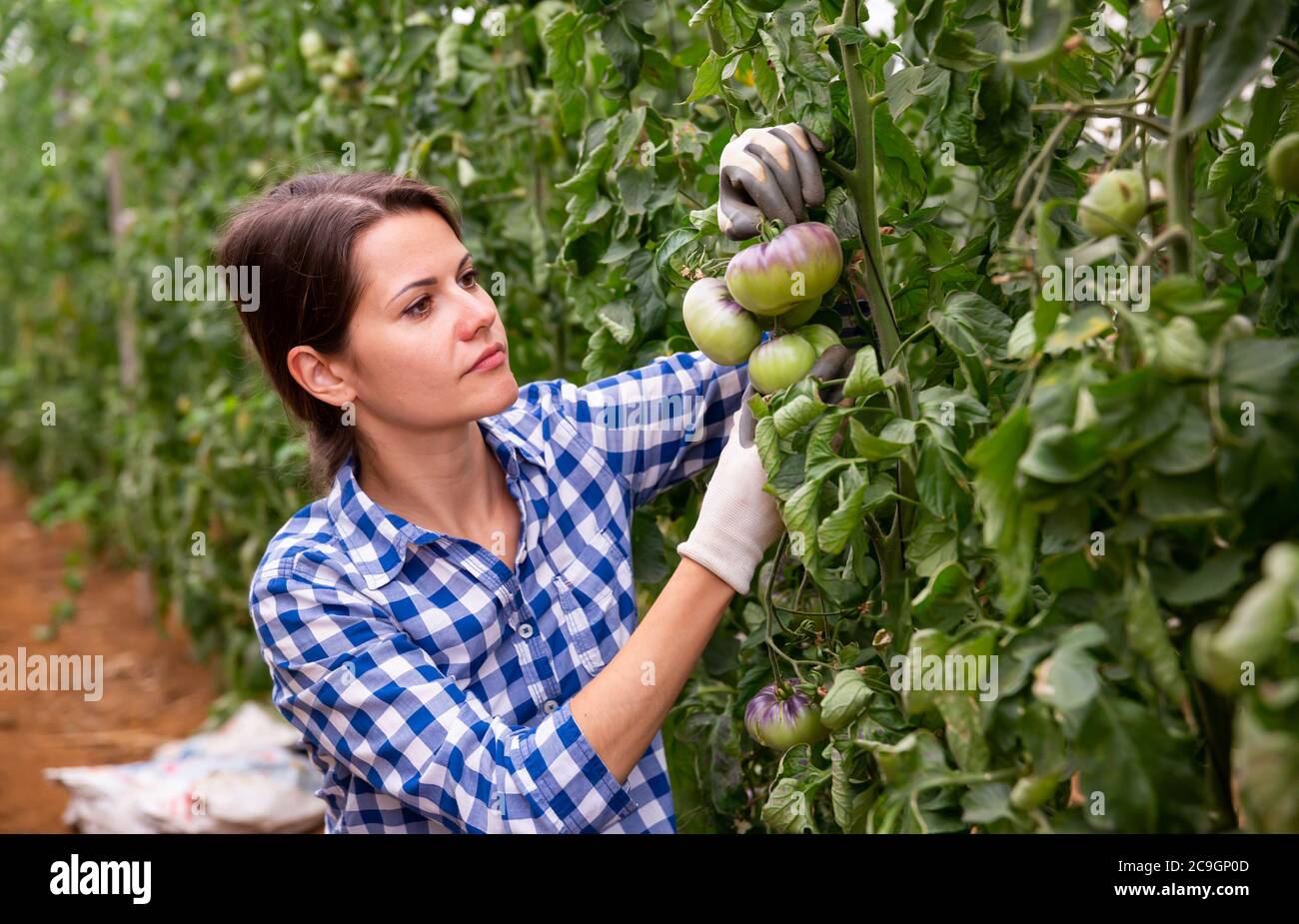 Successful female gardener with ripe blue tomatoes in greenhouse Stock ...