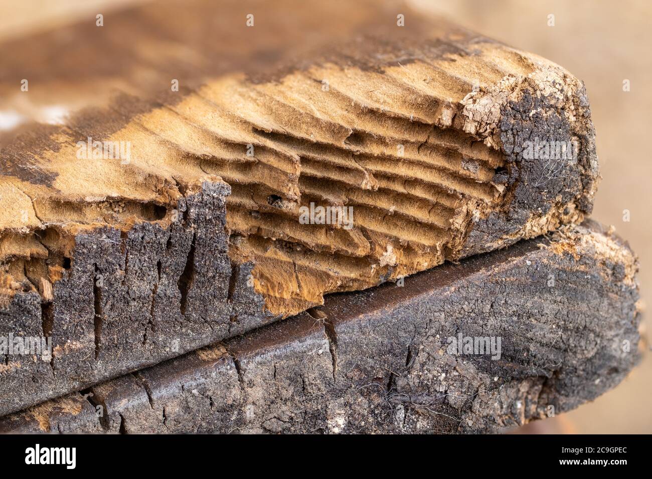 Woodworm beetle hires stock photography and images Alamy