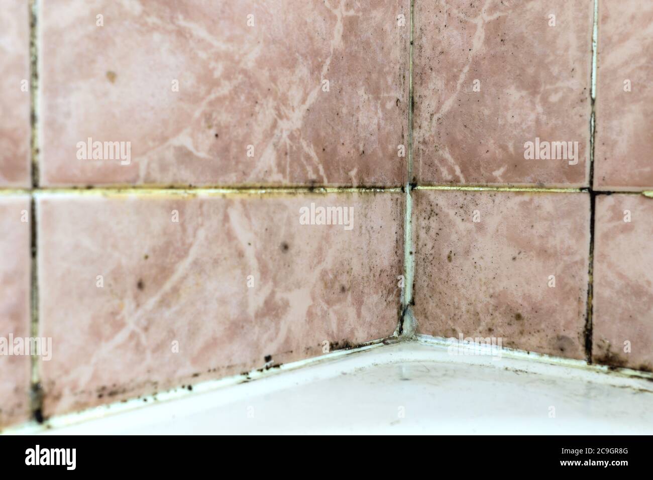 Black mold fungus growing in damp poorly ventilated bath areas. Mold