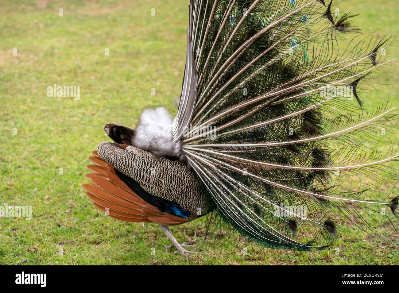Behind the display, male Indian Peafowl peacock bird, Pavo ...