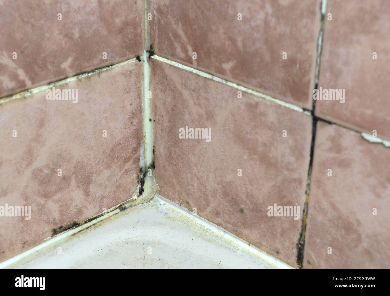 Black mold growing on shower grouted joints tile in bathroom wall corner Stock Photo