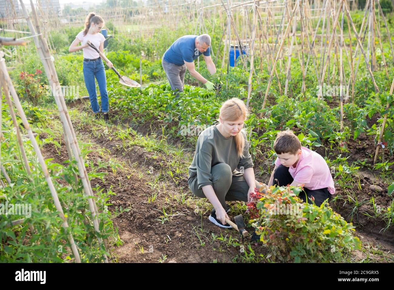 Teen Son Helps Mother Clean Weeds In Garden Beds On Plantation Stock