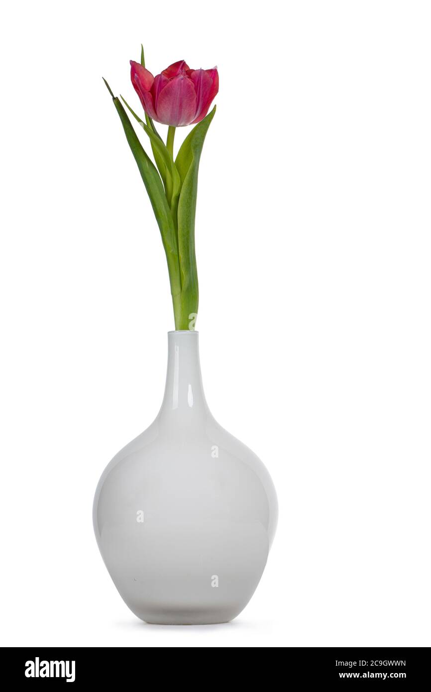 Single pink tulip in glass vase, isolated on white background Stock ...