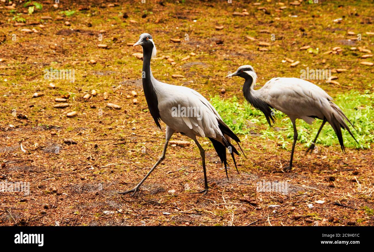 View of two demoiselle crane, Anthropoides virgo, the smallest species in the crane family, Gruidae Stock Photo