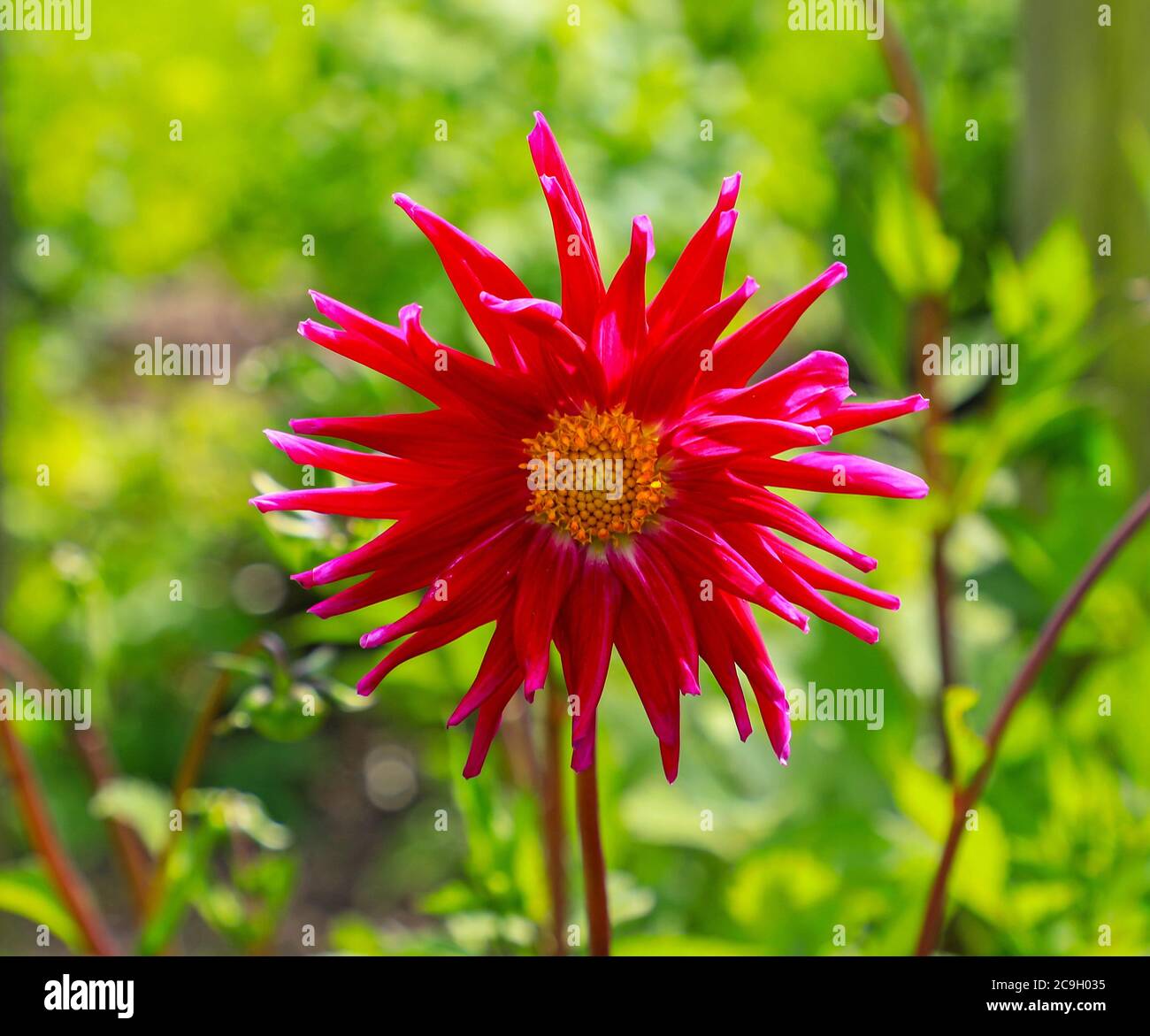 Close up shot of a red purple flower head of a Dahlia 'Purple Gem syn Kops Purple' at the National Dahlia Collection, Penzance, Cornwall, England Stock Photo