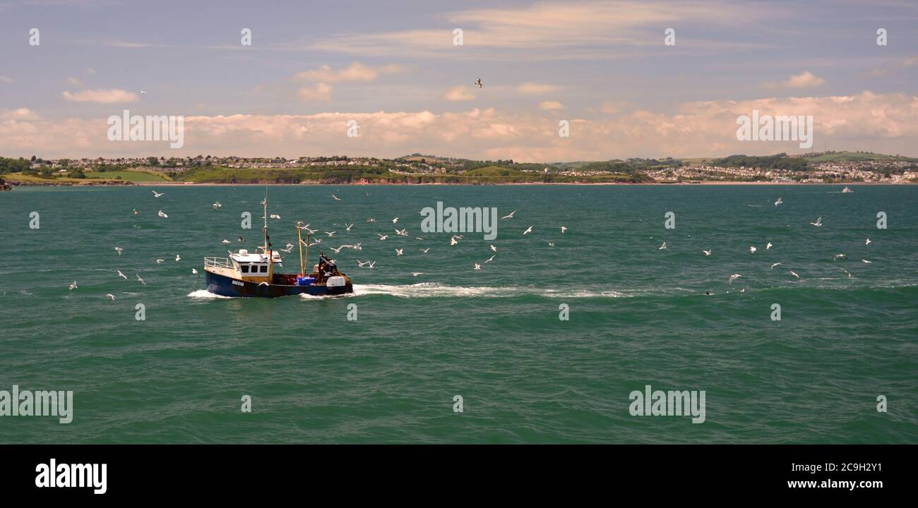 Birds following fishing boat hires stock photography and images Alamy