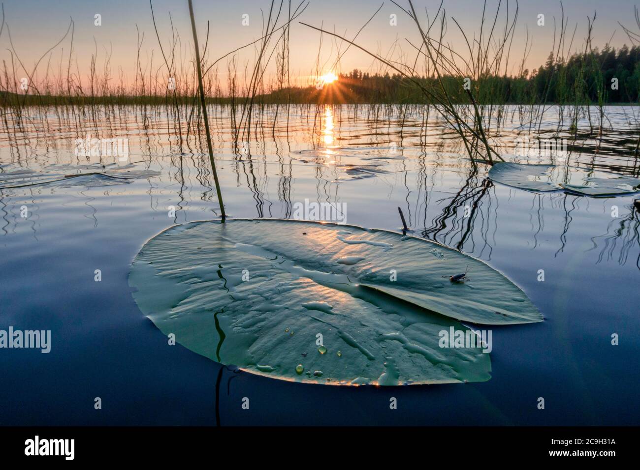 Lily leaf at sunset on a lake in a evening mood, Muddus National Park, Jokkmokk, Norrbottens laen, Sweden Stock Photo