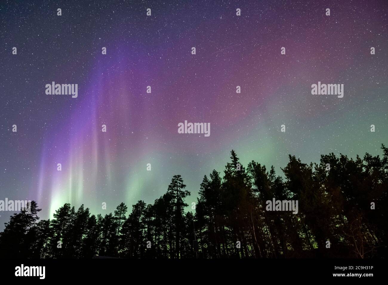 Northern lights over northern forest, Jokkmokk, Norrbottens laen, Sweden Stock Photo