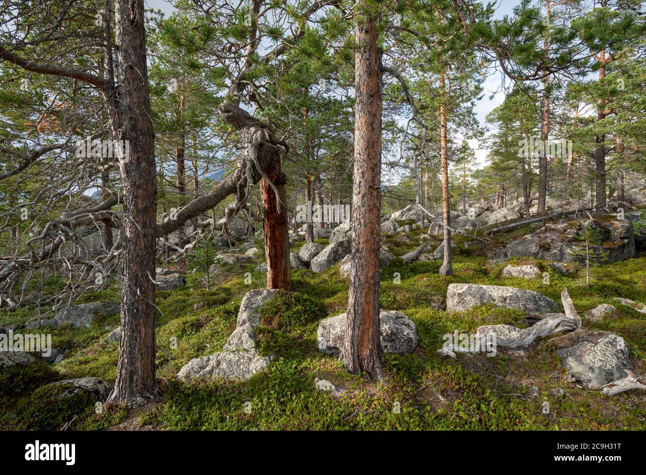 Primeval forest in the Laponia protected area, Gaellivare, Norrbottens laen, Sweden Stock Photo