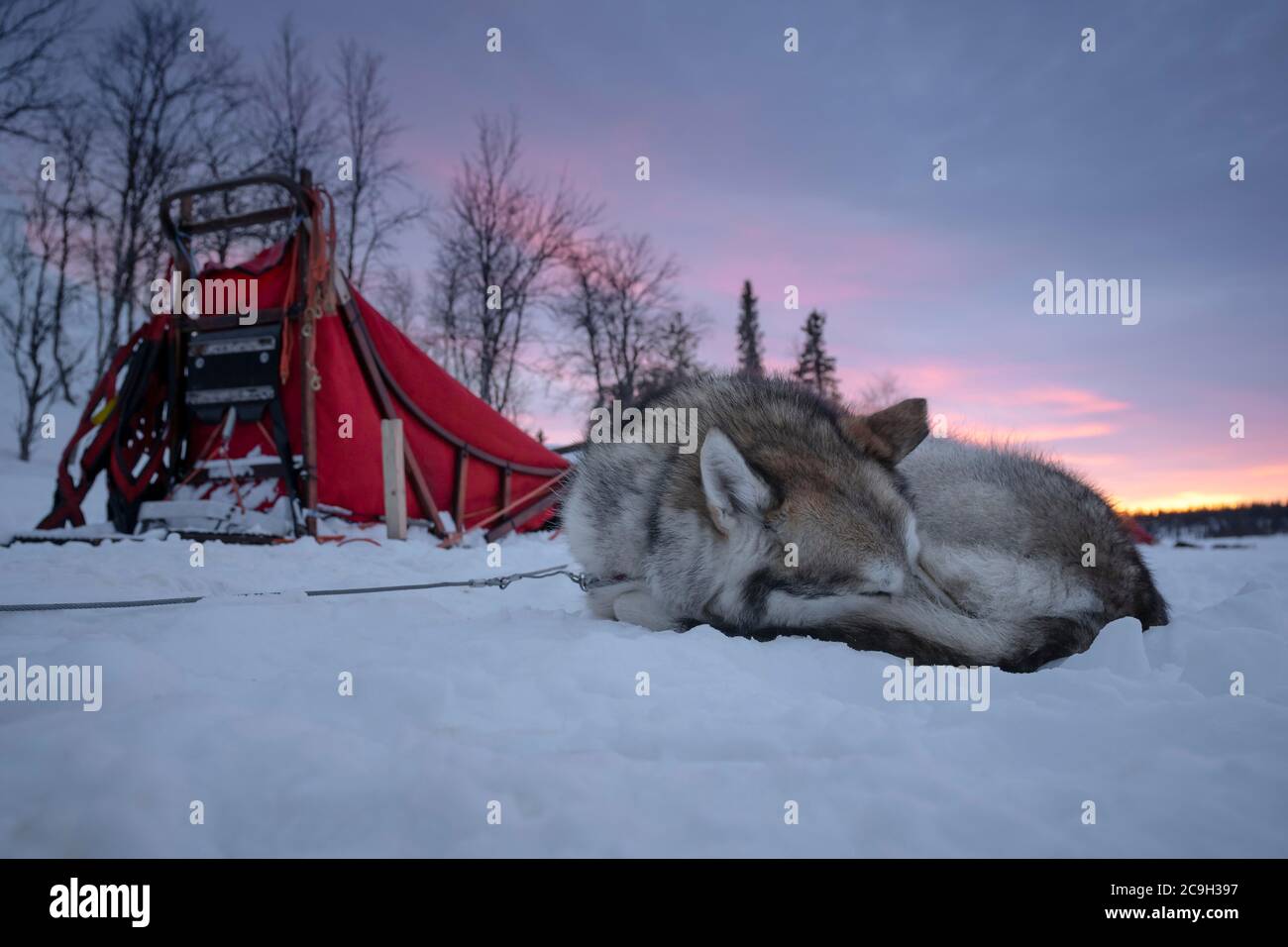 Husky next to dog sled resting in the snow at dawn, Skaulo, Norrbottens laen, Sweden Stock Photo