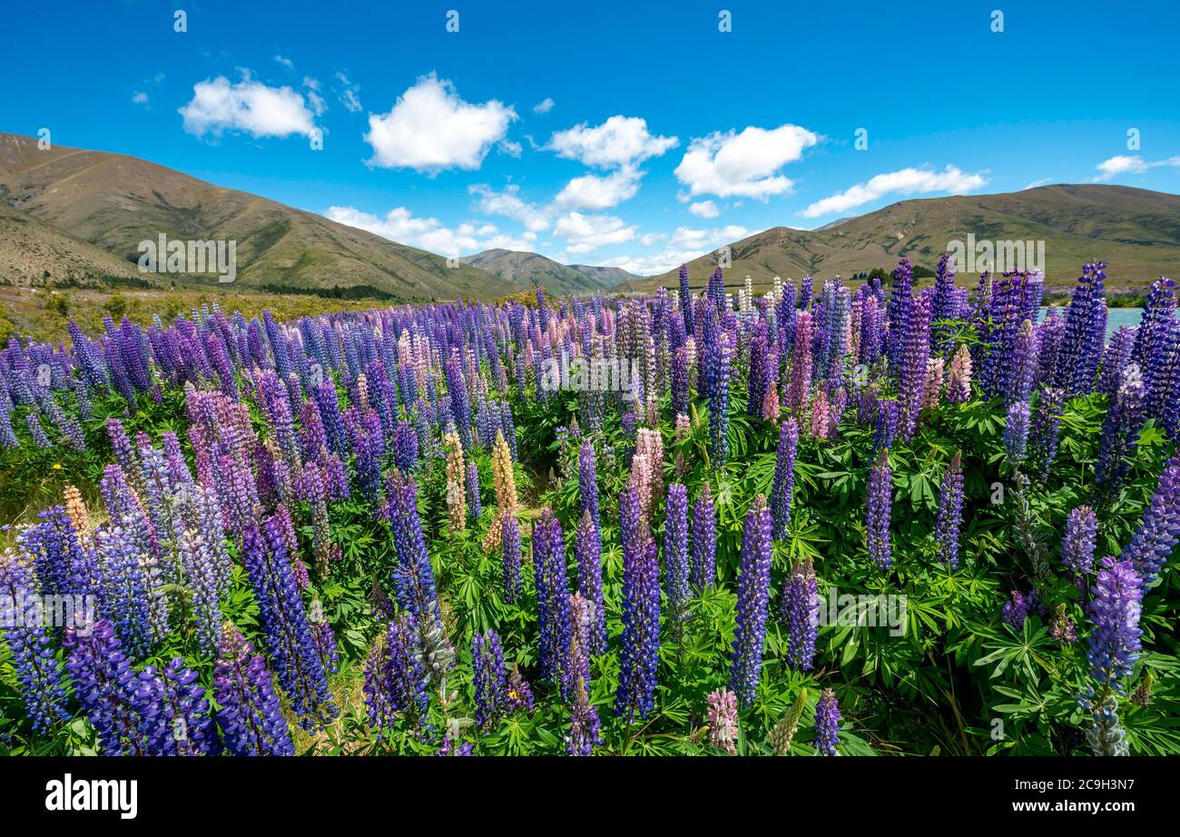 Purple flowering Large-leaved lupin (Lupinus polyphyllus), near Omarama, Otago, South Island, New Zealand Stock Photo