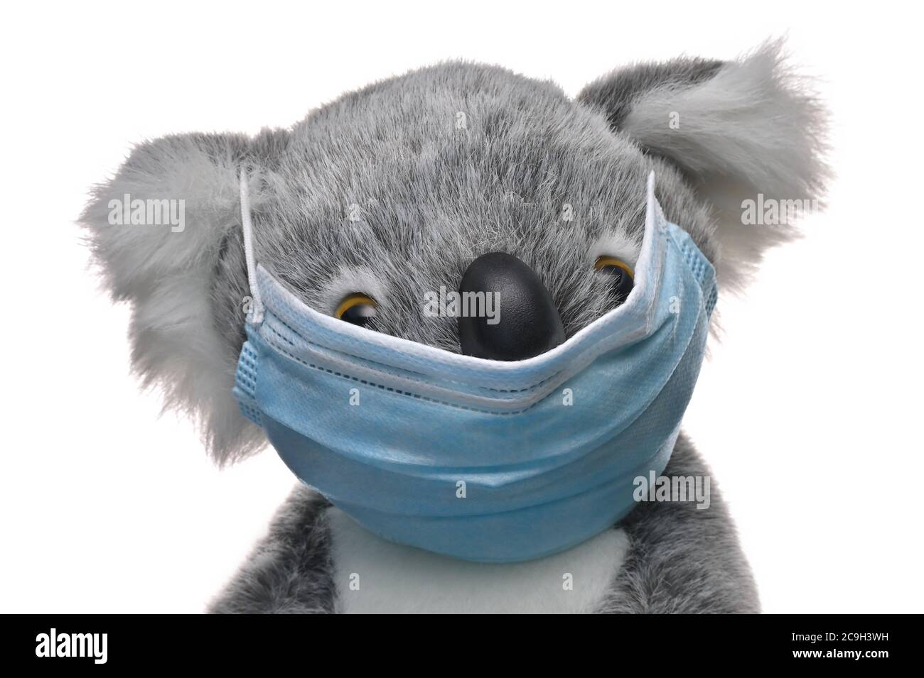 Soft toy koala bear from Australia wearing protective, disposable light blue face mask. Coronavirus, Covid-19 pandemic theme. Stock Photo