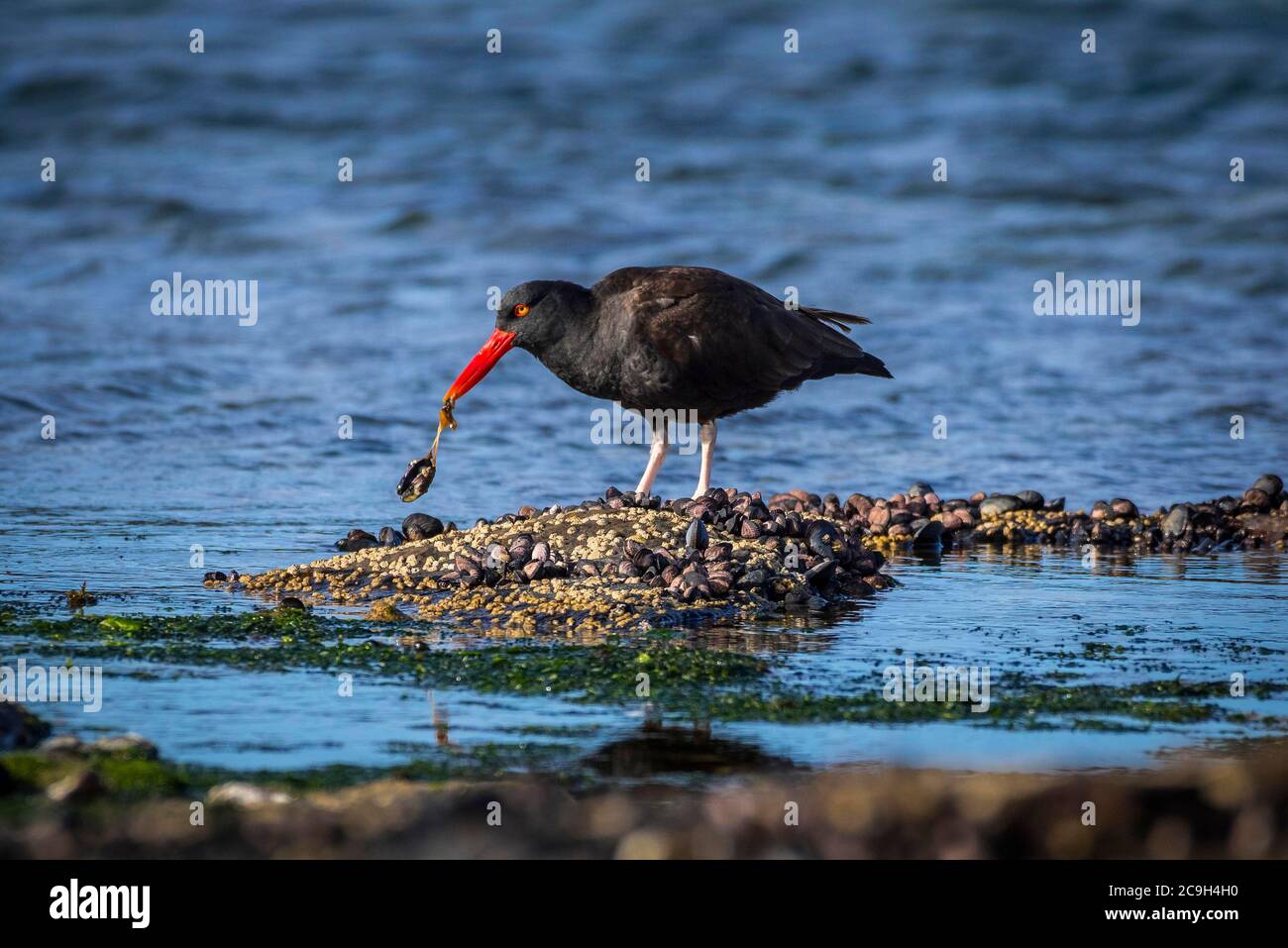 Blackish Oystercatcher (Haematopus ater) eats at a mussel, Saunders Island, Falkland Islands, Great Britain Stock Photo