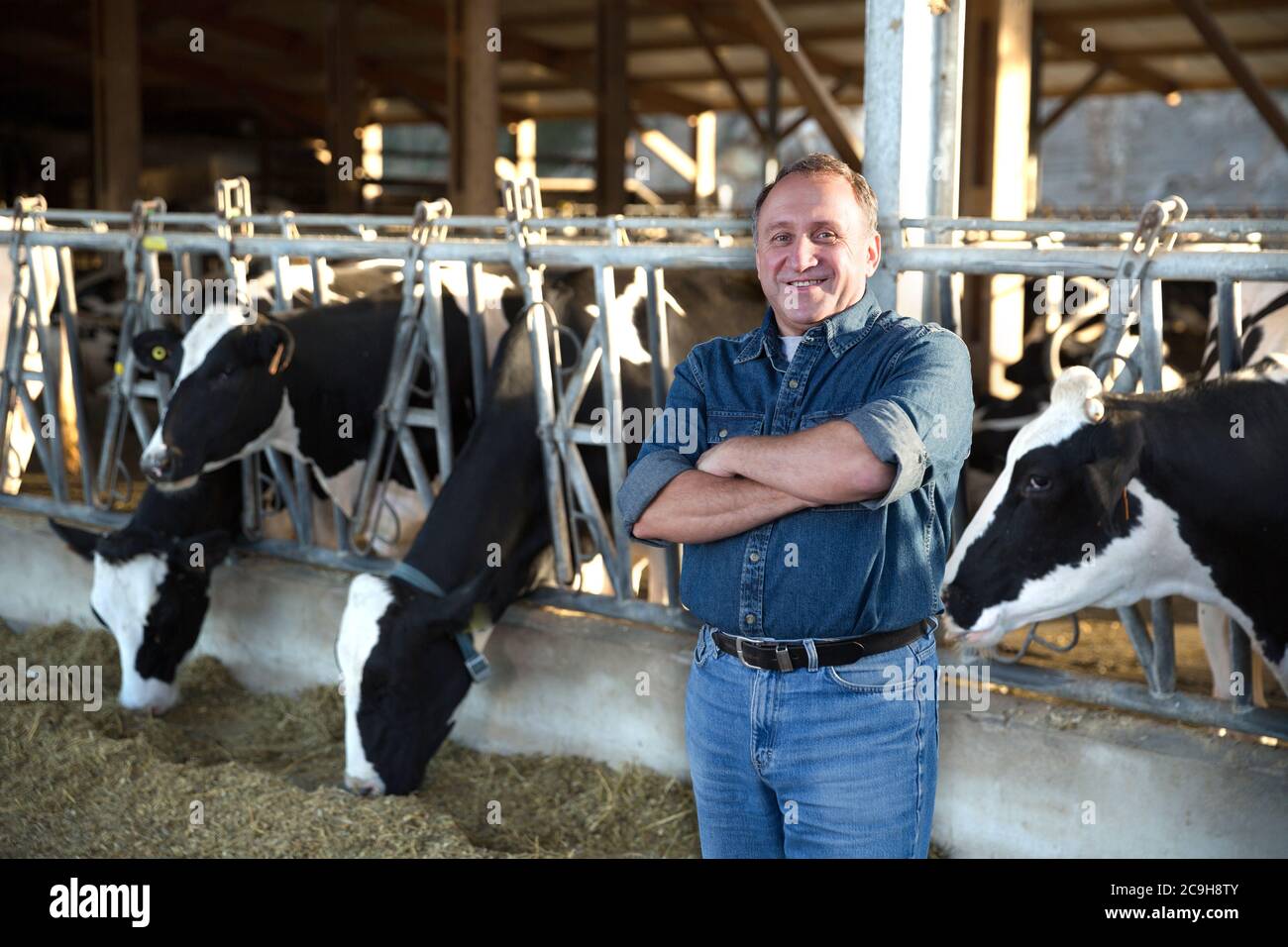 Smiling male farmer posing against background of cows in stall Stock ...